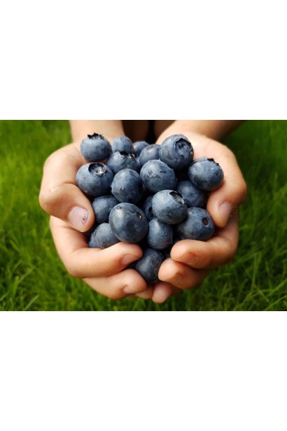 Vaccinium corymbosum Reka 